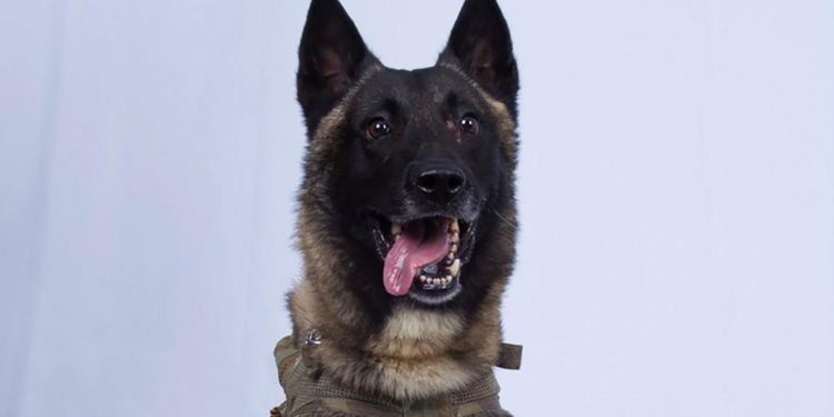 Conan, el perro “héroe” en la operación contra al-Baghdadi, visitará la Casa Blanca