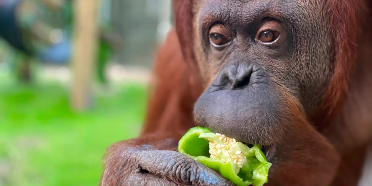 Sandra, la orangutana liberada de un zoológico tras ser declarada ‘persona no humana’ en Argentina, llega a su nuevo hogar