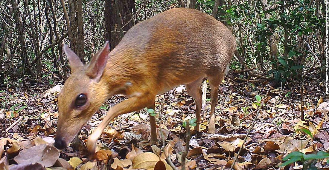 Pequeño animal parecido a un ciervo considerado perdido para la ciencia fue fotografiado por primera vez en 30 años
