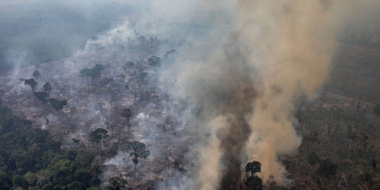 La tasa de deforestación del Amazonas alcanza el nivel más alto en más de una década