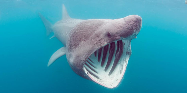 Un tiburón de aspecto extraño resurgió ante la cámara después de una extraordinaria aventura transatlántica