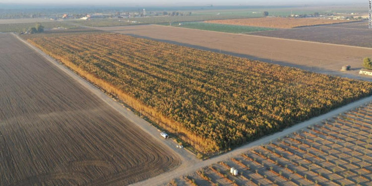 Descubren y destruyen en California plantas de marihuana con un valor de 1.000 millones de dólares