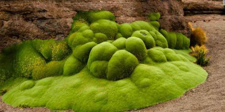 En estos lugares puedes encontrar a los 10 organismos vivos más antiguos de la Tierra