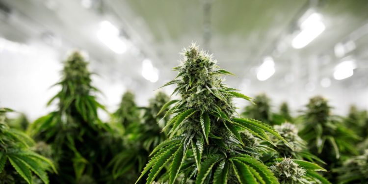 Canopy Growth has shed more than 40% this year, erasing $4.6 billion from its total market value