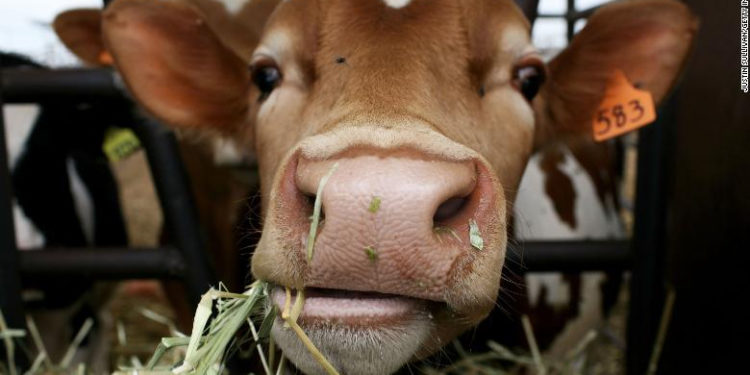 La producción mundial de carne debe llegar a su máximo en 2030 si quiere cumplir con los objetivos para combatir el cambio climático