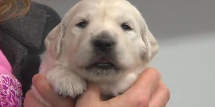 ¿Sufres de alergia a los perros? Puede que sea únicamente a los machos