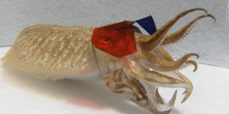 Científicos les pusieron gafas 3D a sepias y les mostraron clips de película. Los resultados fueron sorprendentes