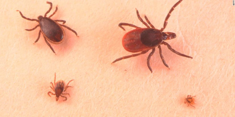 ¿Qué es la enfermedad de Lyme, contra la que lucha Justin Bieber?