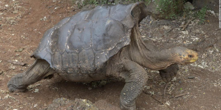 Esta tortuga tuvo tanto sexo que salvó a toda su especie; ahora se va a casa