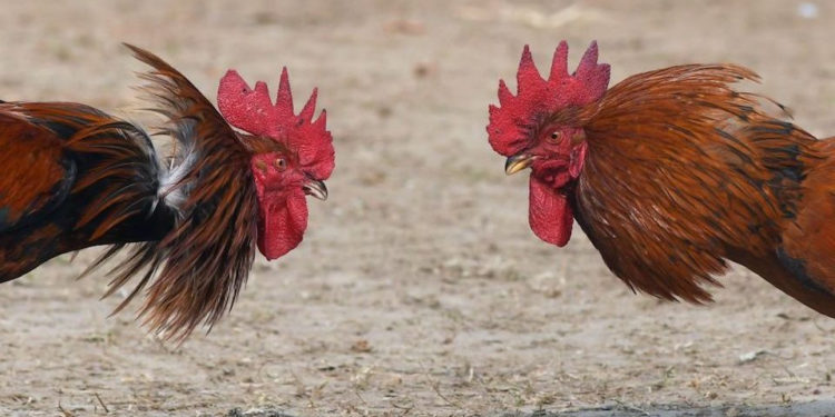 Un hombre en la India muere tras ser atacado por su gallo cuando iba a una pelea de gallos