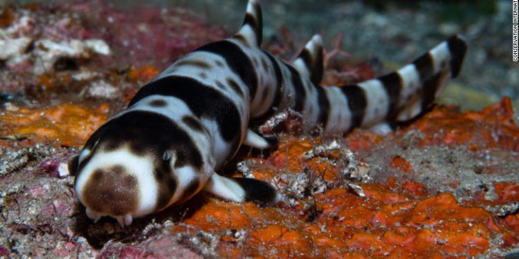 ¿Tiburones que caminan? Científicos descubren cuatro nuevas especies