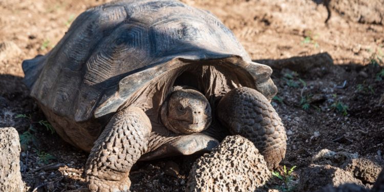 Encuentran una tortuga pariente del Solitario George en Ecuador