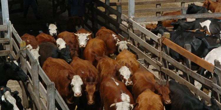 El Mercado de Liniers operó con 4450 vacunos y con precios máximos récord