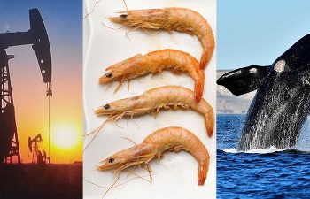 El Coronavirus golpea de lleno a las actividades económicas de Chubut – El Diario de Madryn