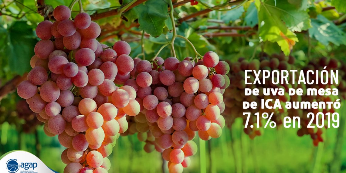 La Uva Es La Principal Fruta De Exportación De Perú | Latinoamérica Retail