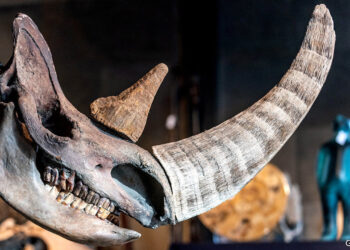 An ancient murder-mystery – What killed the woolly rhino? | Science & technology