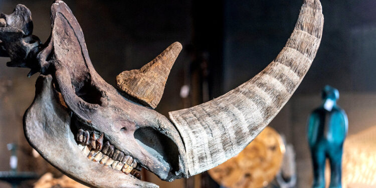 An ancient murder-mystery – What killed the woolly rhino? | Science & technology