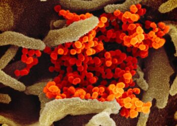 US coronavirus: Maine wedding is linked to the deaths of 7 people who didn’t attend