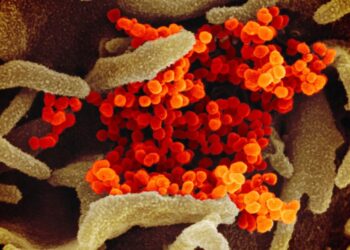 South Korea records its highest number of daily Covid-19 cases since the pandemic began