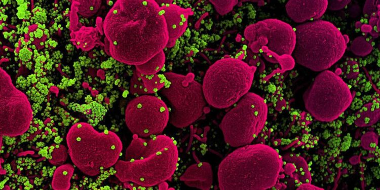 CDC has found 52 US cases of coronavirus variant first identified in UK