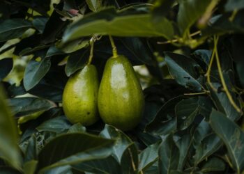 Aguacate Hass