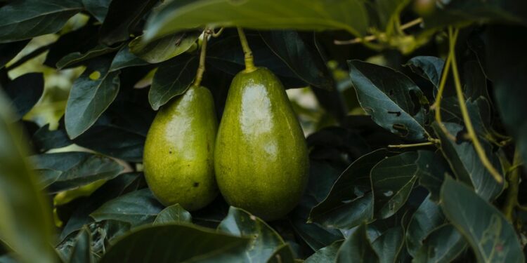 Aguacate Hass