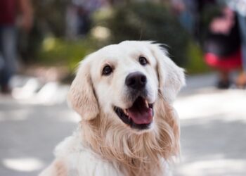 México: Petco crece en ventas pese a la pandemia